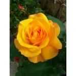 Rose Good as Gold