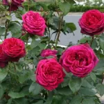 Gräfin Diana - Royal Parfuma