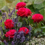 Gräfin Diana - Royal Parfuma