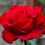 Rosa Grande Amore