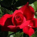 Rosa Grande Amore