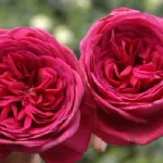 Rose Goethe Rose