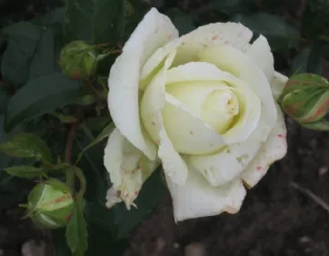 Rosa Karen Blixen