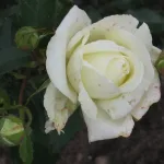 Rosa Karen Blixen