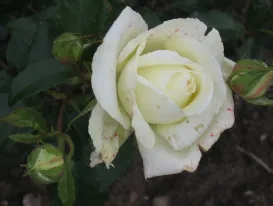 Rosa Karen Blixen