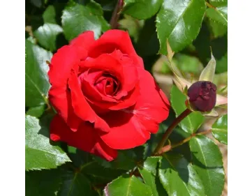 Rose La Marseillaise