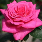 Rose Lady Like