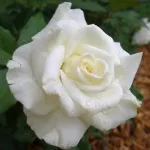 Rose Lenip 