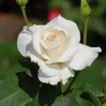 Rose Lenip 