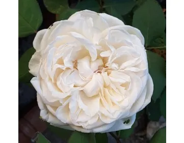 Mariangela Melato – Baie des Anges ® BARmel