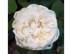 Mariangela Melato – Baie des Anges ® BARmel