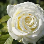 Rosa Memoire