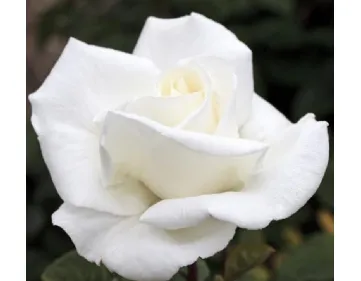 Rosa Metropolitan / Gardenia
