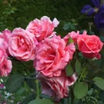 Rose Pariser Charme