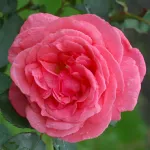 Rose Pariser Charme