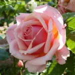 Rose Paul Bocuse