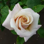 Rosa Paul Ricard