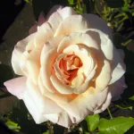 Rosa Paul Ricard