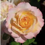 Rosa Pierre Tchernia