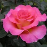 Rosa Pink Paradise