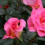 Rosa Pink Paradise