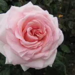 Rosa Prince Jardinier