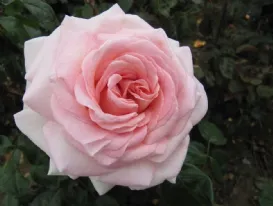 Rosa Prince Jardinier