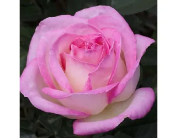 Rosa Principesse de Monaco