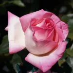 Rosa Principesse de Monaco