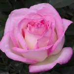 Rosa Principesse de Monaco