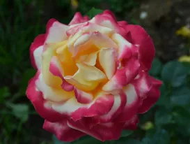 Rosa Pullman Orient Express