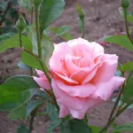 Rosa Queen Elizabeth