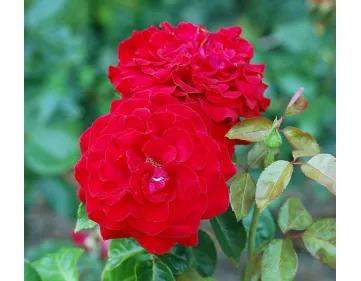 Rosa Red Nostalgie Helmut Kohl Rose