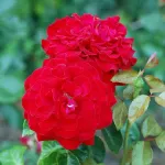 Rosa Red Nostalgie Helmut Kohl Rose