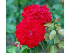 Rosa Red Nostalgie Helmut Kohl Rose