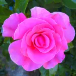 Rose Romanze