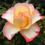 Rose de Lourdes® - DELmarie