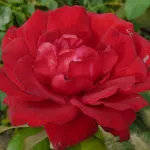 Rosa Rouge Meilland