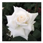 Rosa Royal Philarmonic