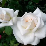 Rosa Royal Philarmonic