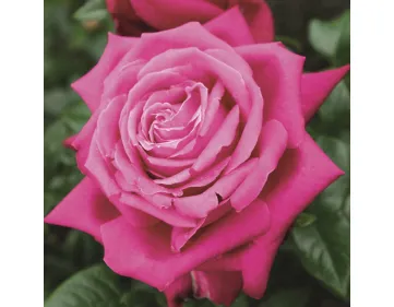 Rosa Senteur Royal