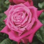 Rosa Senteur Royal