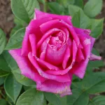 Rosa Senteur Royal