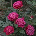 Rosa Senteur Royal