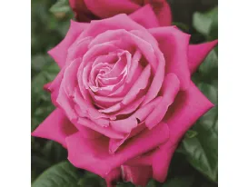 Rosa Senteur Royal