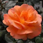 Rosa Sparkle