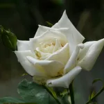 Rose Stella Polare®