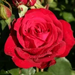 Rose Störtebeker 