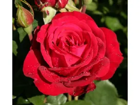 Rose Störtebeker 