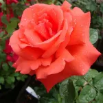 Rosa Super Star - Tropicana